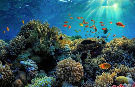 Ekosistem Terumbu Karang yang Menakjubkan di Pulau Similan
